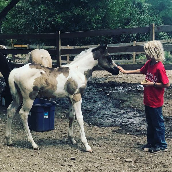 youth equestrian handles 2018 APHA foal for sale at dude ranch in Austin Texas