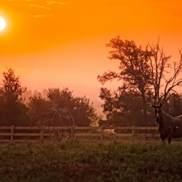 Located just 20 minutes from San Marcos, this shot capture the beauty of a Texas sunset at dusk.  Paint gelding, surf (for sale in Austin TX) is pictured on the right.  The brilliant sun is setting on the left.  Need more?  Check out that country wooden Kentucky Fence and take a deep breath.  This is Tesxas, y'all.  