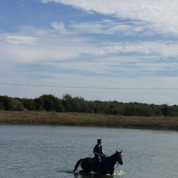 Horseback rider takes AQHA gelding into the water of our lake