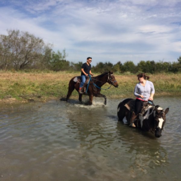 horses in the Texas dude ranch lake at our horse rental facility 20 miles from San Marcos