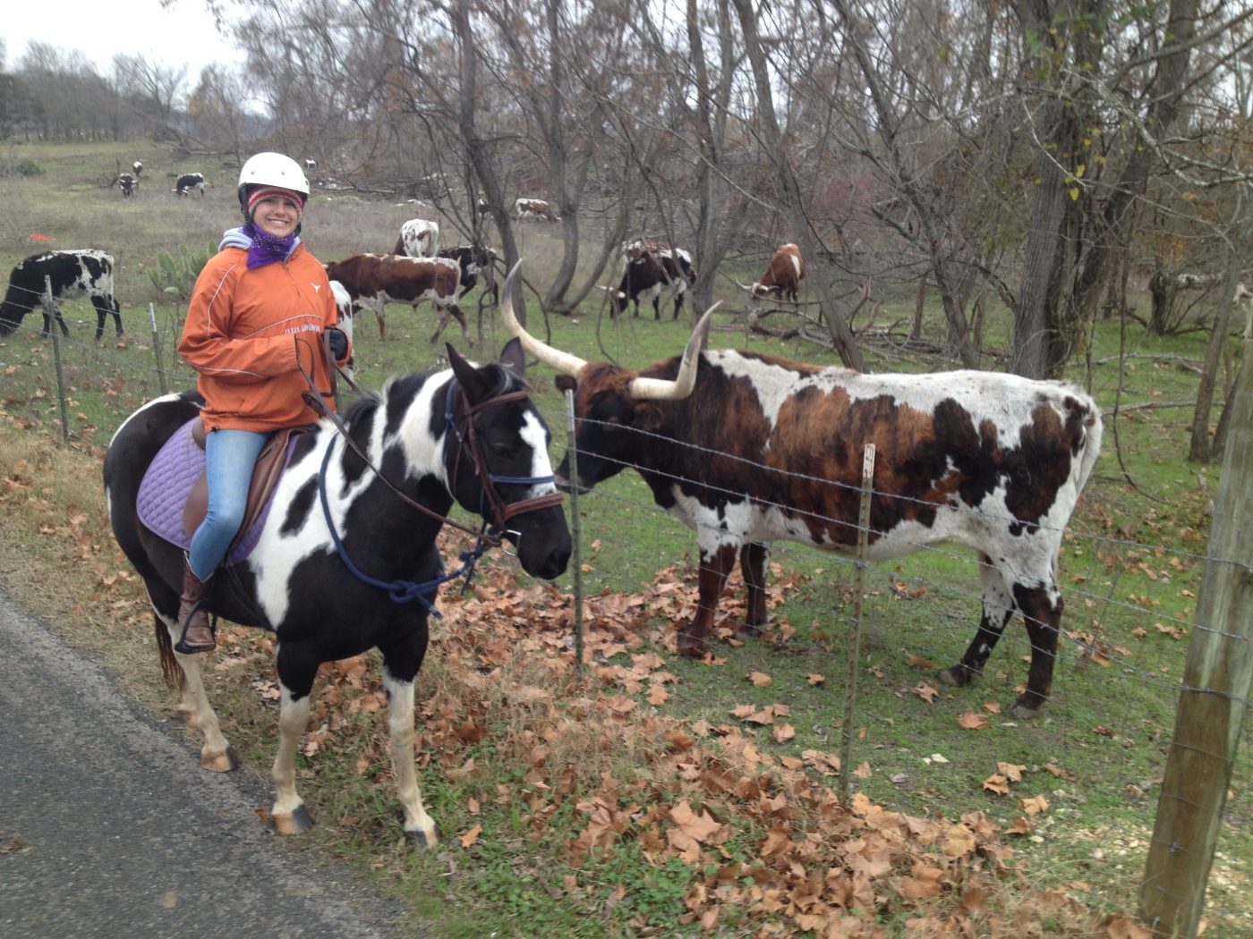 Black and white APHA mare for sale in Texas posing with spotted long horn on Round Rock trail ride