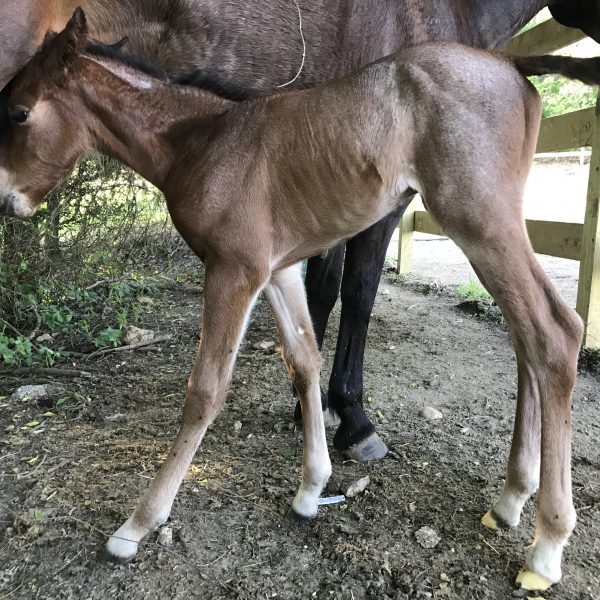 Bay roan filly, new to the dude ranch, standing with AQHA mare