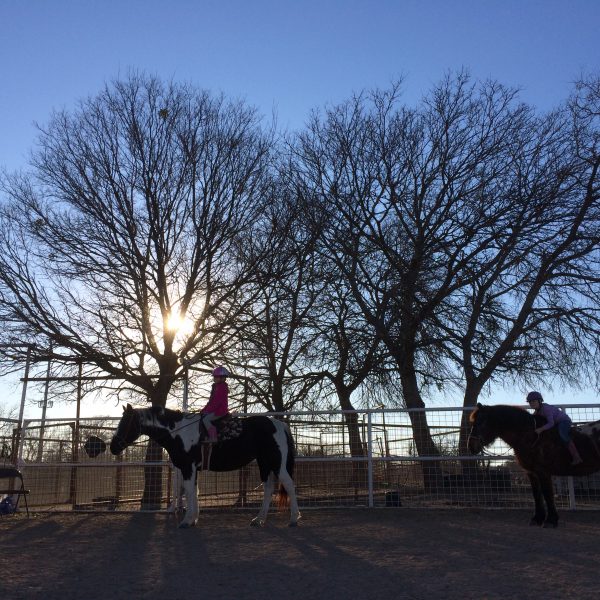 Two horses meandering around a hunter jumper arena in Hutt Texas horseback riding facility with large fall trees, leafless in the background
