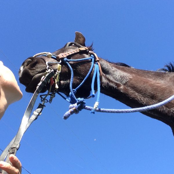 Summer camp attendee with black morgan quarter horse cross in a field, with blue skies above, giving horse a kiss on the nose