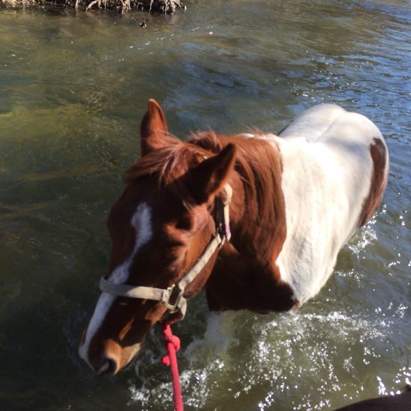 brown and white American Paint Horse Association gelding for sale pictured in the river of Texas