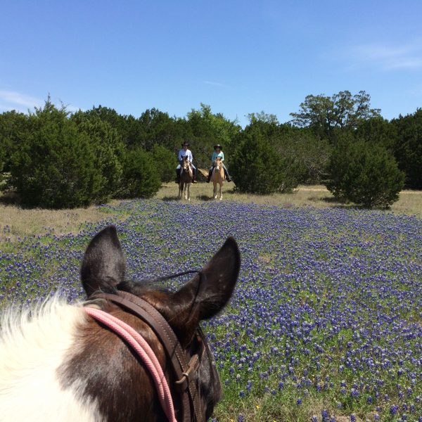 Couple shown in the background over a field of Blue Bonnets at Parrie Haynes Riding Ranch in Killeen, mounted on walking horses while Equine photographer Joan Marie MacCoy takes a between the ears shot from the back of her trusted paint mare, Coca