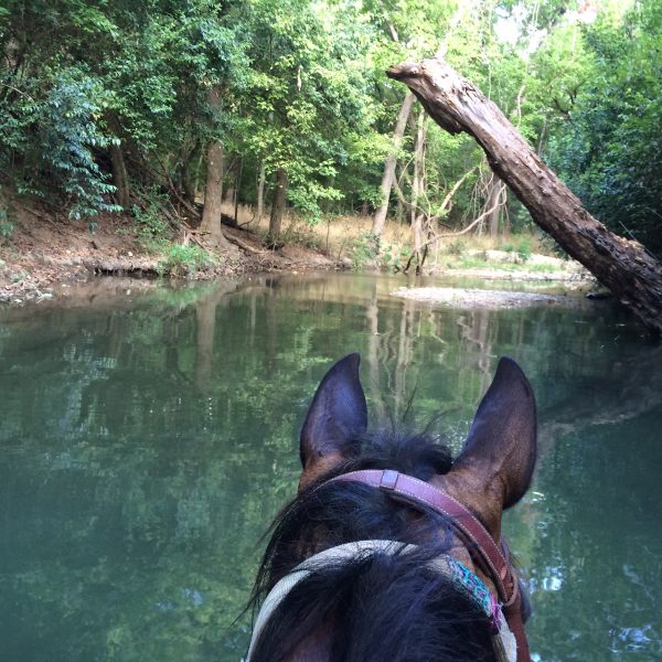 between the ears shot by Texas equine photographer mounted on black morgan quarter horse cross mare for sale