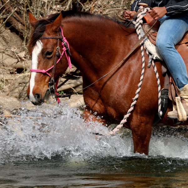 Big bay draft cross takes trail riders into the water for an epic trail riding adventure in San Marcos Texas at our family dude ranch