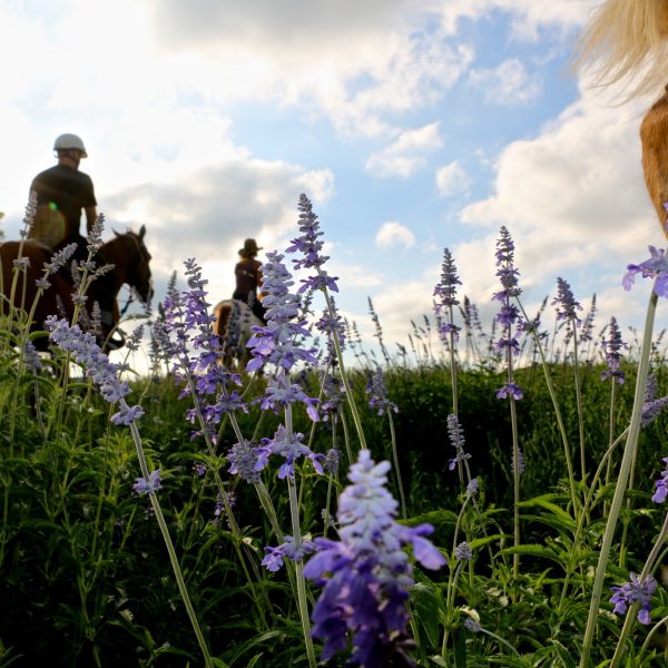 Horseback vacationers will love our beautiful scenery in Texas, such as these gorgeous purple wildflowers in bloom this spring