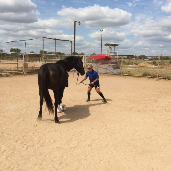 Silly referee dressed in blue jersey plays soccer against black mare in arena of Austin Horse Stables