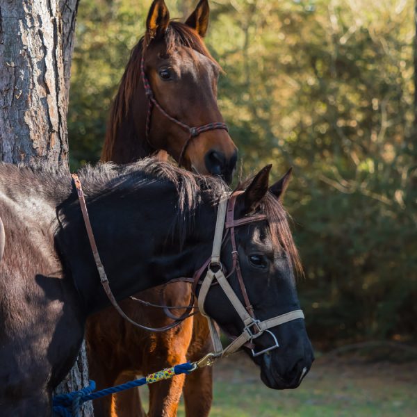 Trail riding horsemanship lessons offered at our Texas Dude Ranch in Central TX, near San Marcos