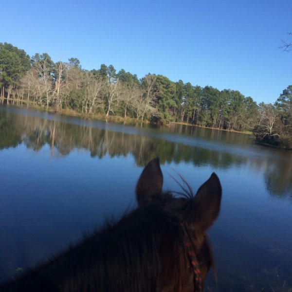 Between the ears shot with bay gelding, Cat, standing in front of the blue pond at Pundt Park in Houston on our first trail ride there