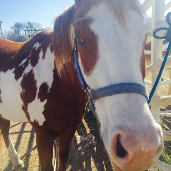 sorrel and white paint mare with blue eyes in a close up shot from horse photographer of Austin Texas