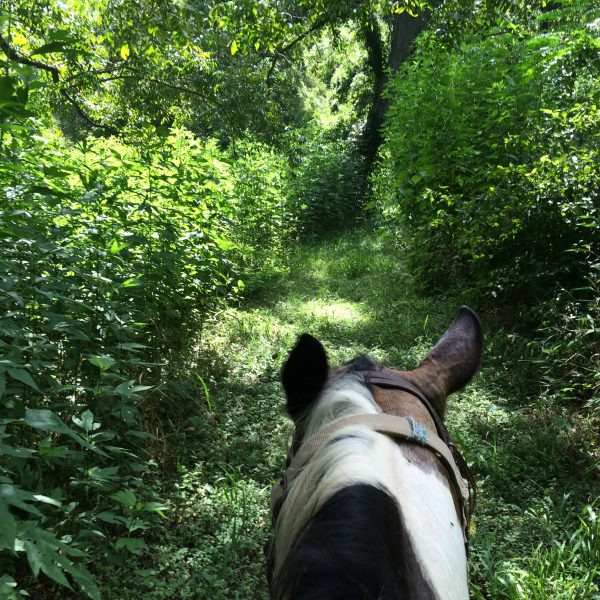 life between the ears with Texas equine photographer mounted on Cocala Loca, our registered black and white paint mare surrounded by bright green foliage in spring on the river bank of San Antonio trail ride