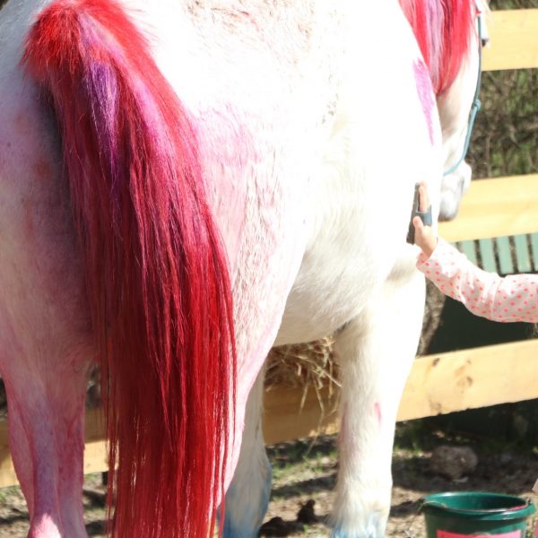 Huge gentle giant, Maverick, stands while young girl marvels at his red mane and tail during one of our summer camp pony painting activities in South Austin