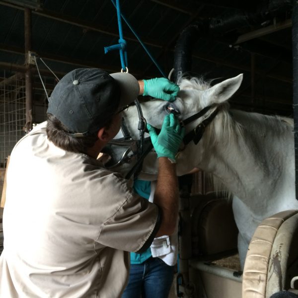 Horse care at Hutto riding stables with equine dental expert