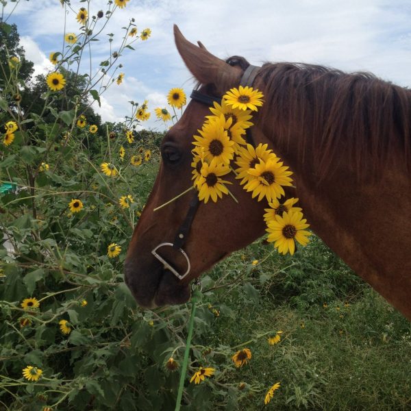 Rocky, our chestnut quarter horse gelding poses with some sunflowers woven into his bridle during one of our Round-Rock based trails, called The Buffalo Ride