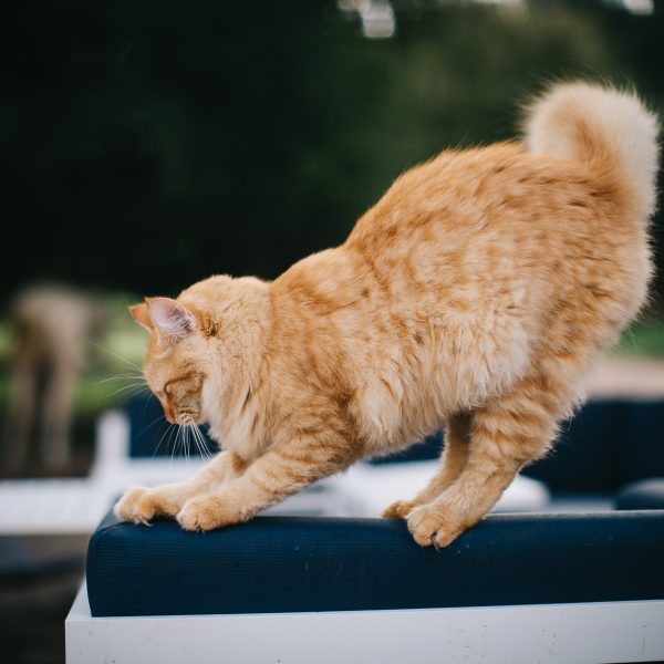 Orange cat named Bandit is getting a good scratch on the sofa at the dude ranch location south of Austin Texas while participants get ready for a horseback riding adventure