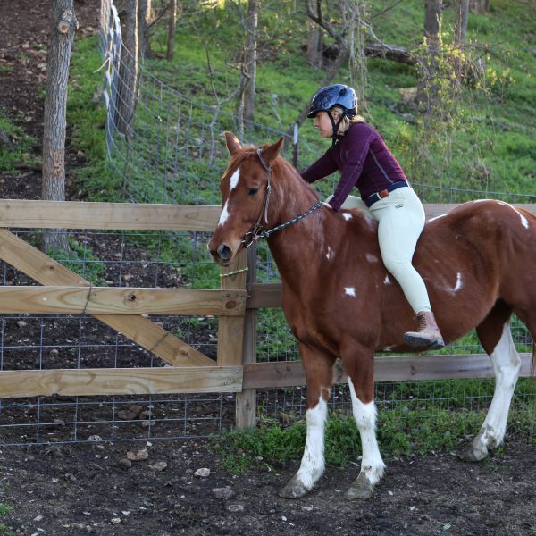 horses for sale in indiana kid safe