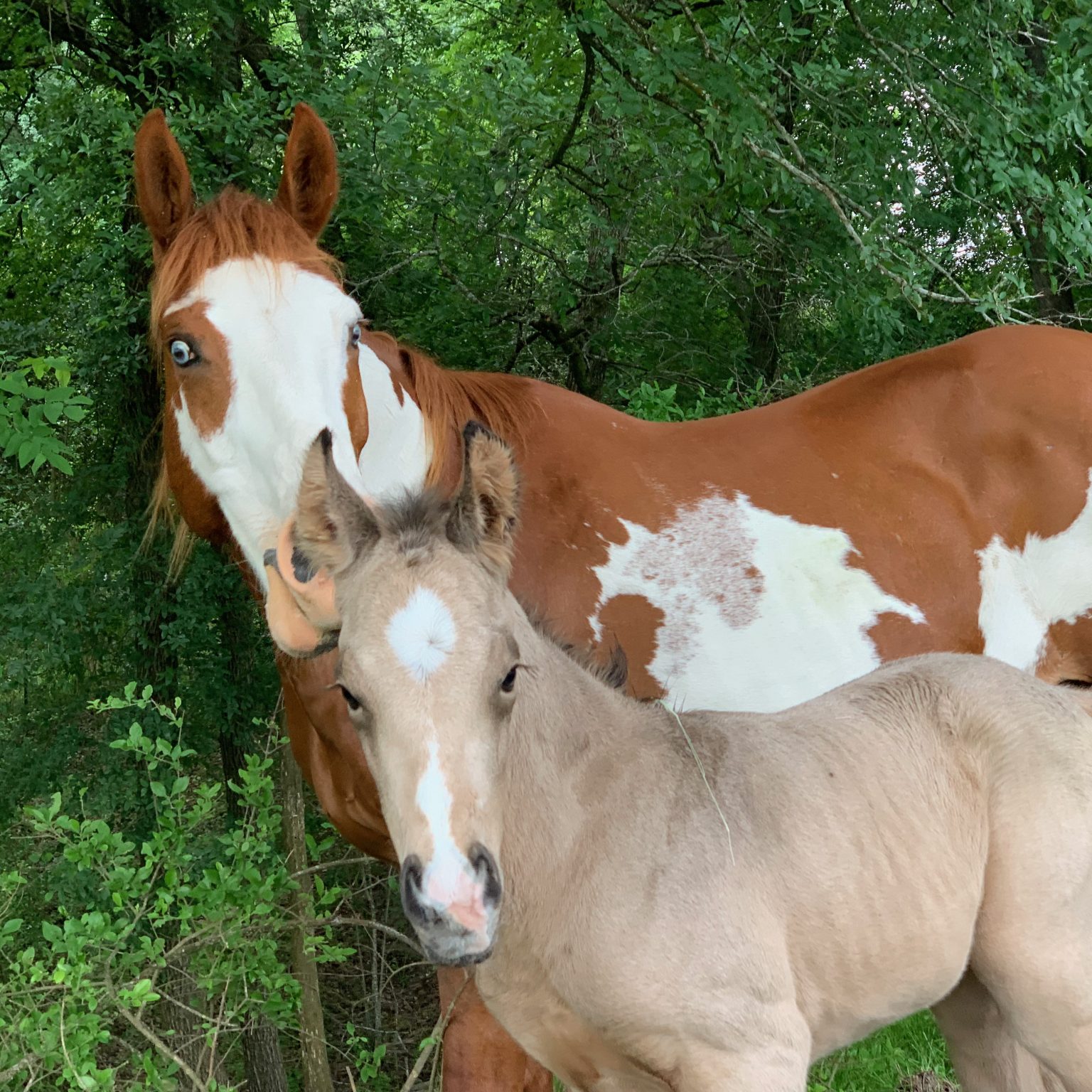 Austin dude ranch offers photo shoots for horse and rider, engagement photos and more!  Pictured here is a photo favorite, Annie Up and her baby, Chi