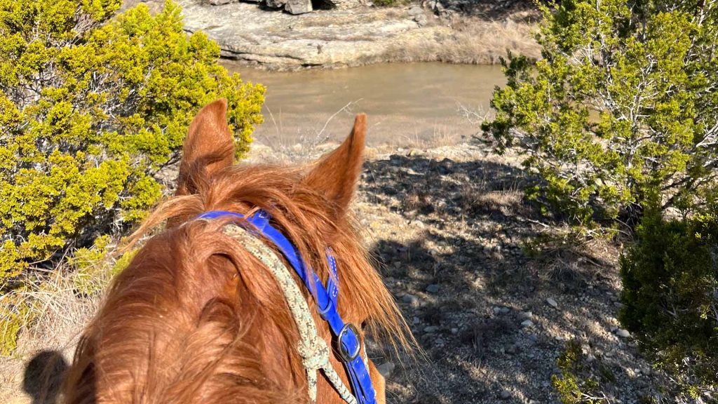 horse overlooking water